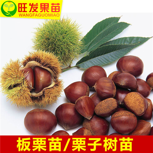 深圳板栗苗批发，深圳板栗苗，深圳果苗 