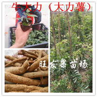 深圳牛大力苗，清远牛大力苗，广东牛大力苗 