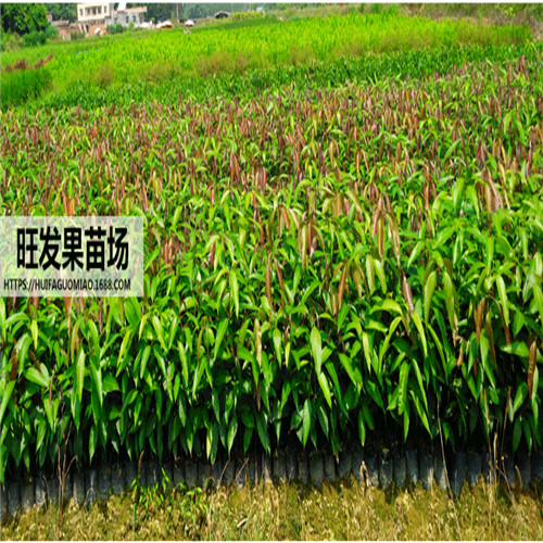 深圳芒果直生苗|深圳芒果苗价格 