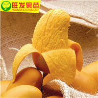 深圳果苗，深圳芒果苗，深圳金煌芒果苗 