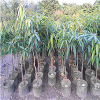 东莞红象牙芒果苗基地，东莞红象牙芒果 