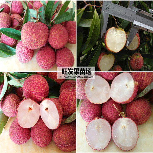 广东荔枝苗价格，广东荔枝苗，批发荔枝苗 