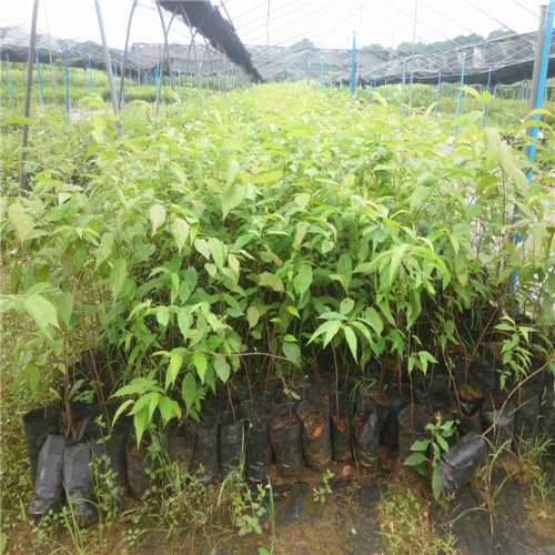 台湾樱花苗价格，广东台湾樱花苗 