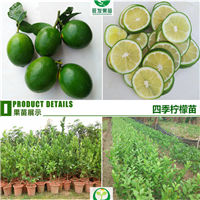 批发北京柠檬苗，广东北京柠檬苗 
