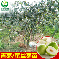 惠州大青枣苗价格，惠州大青枣苗批发 