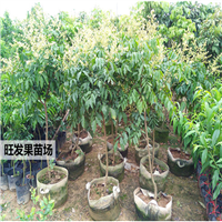 增城黄皮苗，广州黄皮苗，广东果树苗批发 