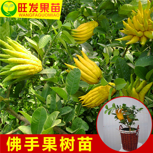 深圳佛手苗基地，深圳佛手苗，深圳果苗头 