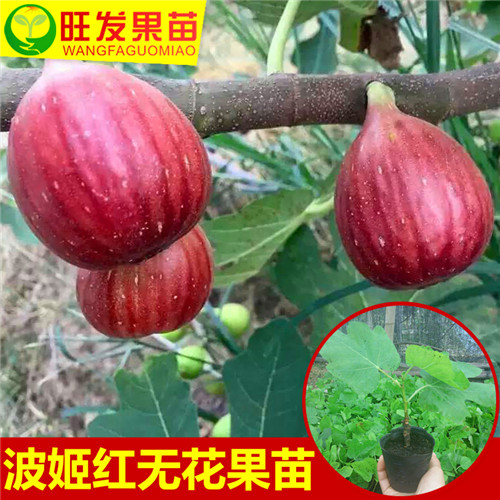 哪里有波姬红无花果苗卖？广东果苗基地 