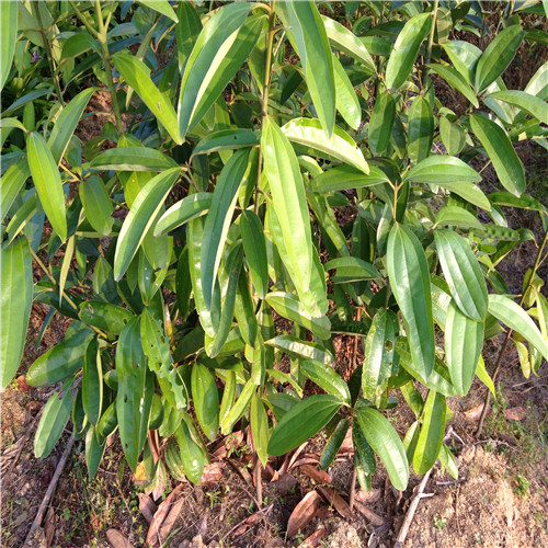 广东贵木苗供应，广东贵木苗，广东苗木基地 