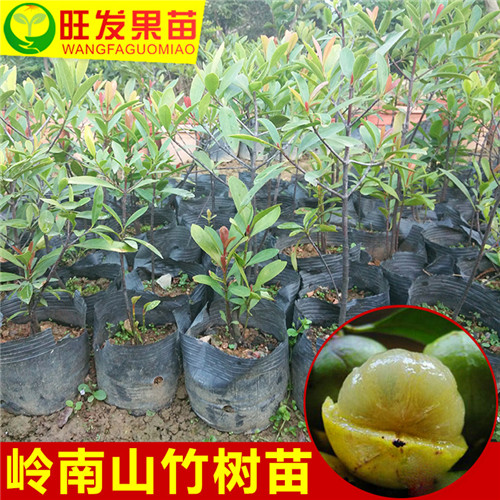 深圳山竹苗基地，深圳山竹苗，深圳果树苗 