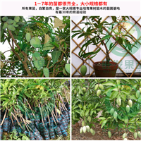 东莞四季芒果苗基地、东莞四季芒果苗、东莞果苗 