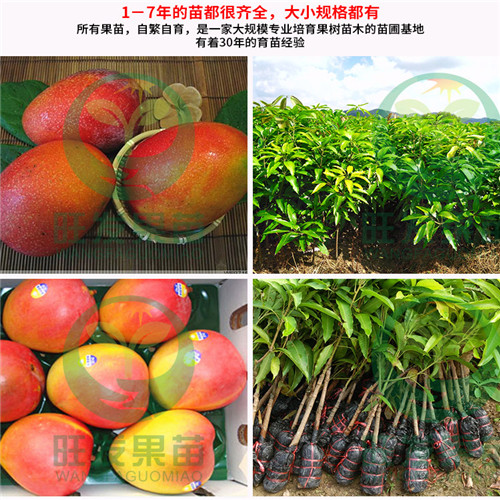 哪里有澳芒果苗卖？广东供应澳芒果苗 