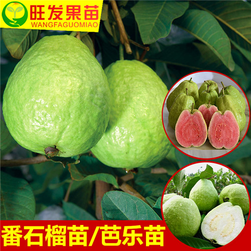 正宗台湾四季珍珠番石榴苗 