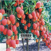 惠州无核荔枝基地，惠州荔枝苗，惠州果苗 