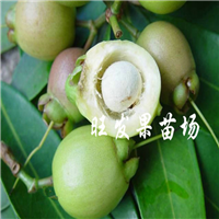 惠州水蒲桃苗批发，惠州水蒲桃苗，广东水蒲桃苗 