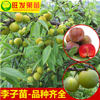 广东三华李苗，广东李子苗，广东果树苗 