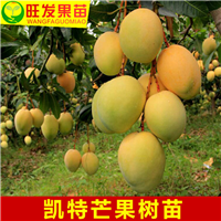 惠州凯特芒果苗价格，惠州凯特芒果，惠州果苗 
