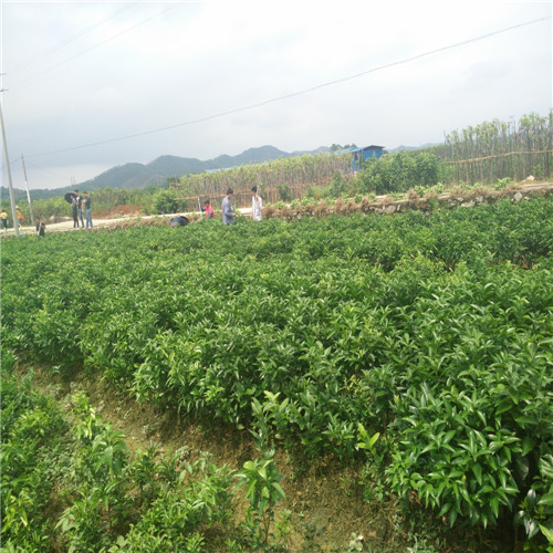 广东沃柑苗基地，广东沃柑苗，批发沃柑苗 