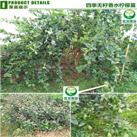 广东无籽香水柠檬苗，东莞无籽香水柠檬苗 