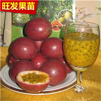 广西批发百香果苗，广西百香果苗价格 