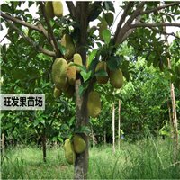 惠州榴莲蜜苗基地，惠州榴莲蜜苗，惠州果苗 