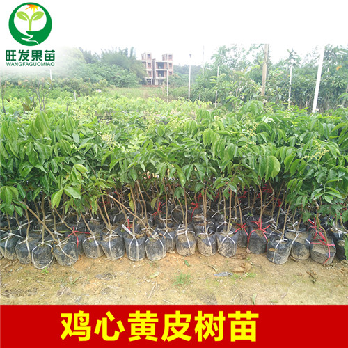 广东黄皮苗价格，广东出售黄皮苗 