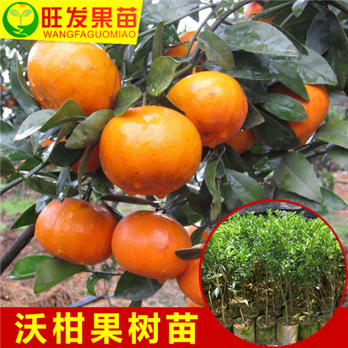 批发沃柑苗，广东沃柑苗，东莞沃柑苗 