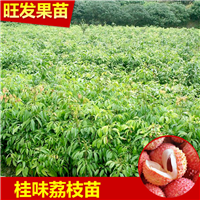 广州荔枝苗基地，广州荔枝苗，广东果树苗 