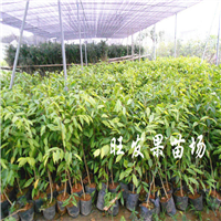 广东供应沉香苗，广东沉香苗出售 