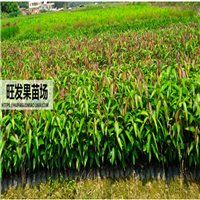 深圳芒果直生苗|深圳芒果苗价格 