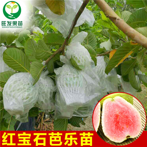 广东红宝石芭乐苗批发，东莞红宝石芭乐苗 