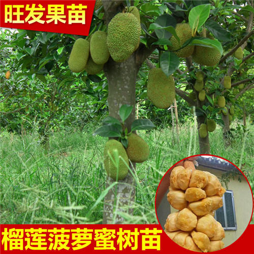 广东果苗基地，清远四季菠萝蜜，清远四季菠萝蜜苗 