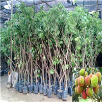 出售灵山香荔苗，哪里有灵山香荔苗卖？ 