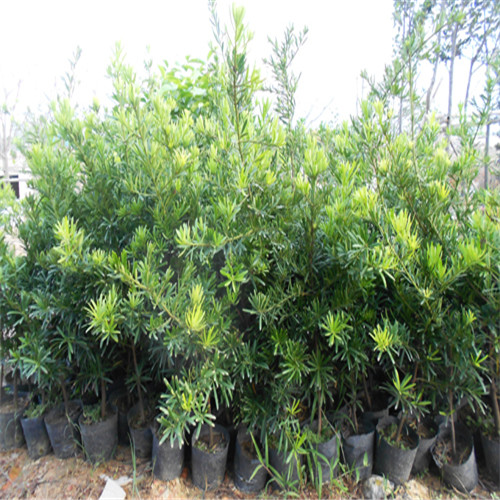 中山罗汉松苗，中山罗汉松，中山绿化苗 