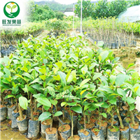 深圳四季菠萝蜜，深圳四季菠萝蜜苗 