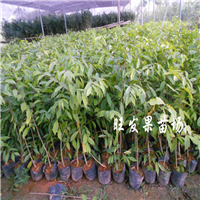 哪里有卖沉香苗？东莞沉香苗基地 