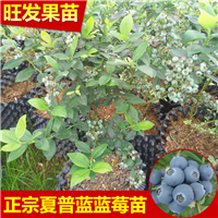 汕头蓝莓苗，清远蓝莓苗，广东蓝莓苗 