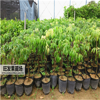广东无核荔枝批发，广东荔枝苗基地 