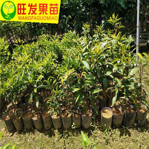 岭南山竹子又称（罗蒙树）广东山竹苗 