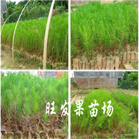 深圳湿地松苗基地，深圳湿地松苗，批发湿地松苗 