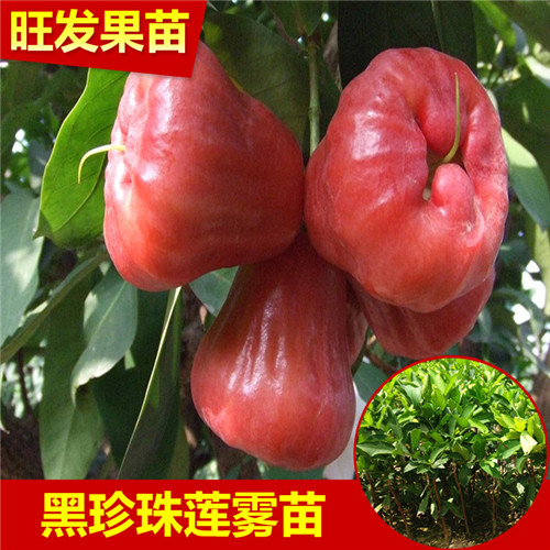 哪里有莲雾苗？广东莲雾苗基地 