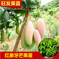 惠州红象牙芒果苗批发，惠州红象牙芒果，惠州果苗 