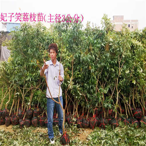 广东妃子笑荔枝苗价格，广东荔枝苗 