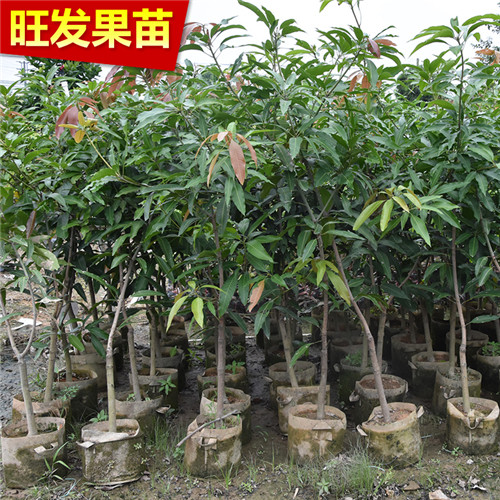 迟熟桂七芒果苗，青皮芒果苗，果树苗，晚熟芒果苗 