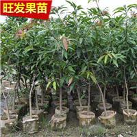 迟熟桂七芒果苗，青皮芒果苗，果树苗，晚熟芒果苗 