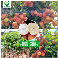 广东仙进奉荔枝苗