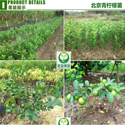 深圳北京柠檬苗批发，惠州北京柠檬苗 