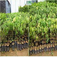 荔枝树苗，广东荔枝苗，东莞荔枝苗 