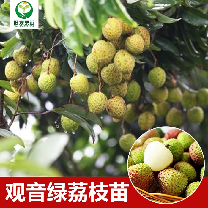 广西观音绿荔枝苗