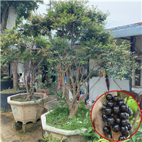 精品造型嘉宝果